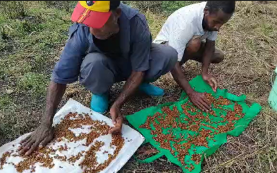 From abandoned to alive: Students revive coffee nursery at UNRE Popondetta Campus